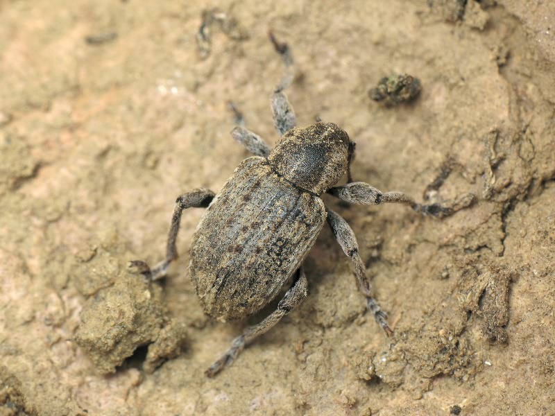 Brachypera zoilus (Scopoli, 1763)